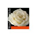 Cuerda violín Pirastro Wondertone Solo 310621 1ª Mi lazo 26 acero plateado Medium 4/4